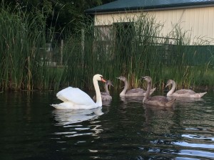 Gracie and her little ones